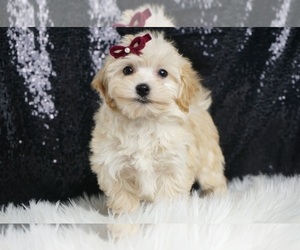 Coton de Tulear Puppy for sale in WARSAW, IN, USA
