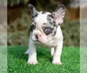 French Bulldog Puppy for Sale in NAPERVILLE, Illinois USA