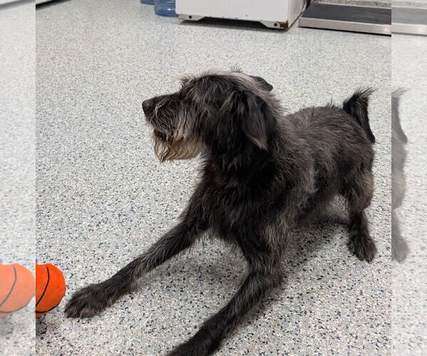 Medium Photo #3 Labrador Retriever-Unknown Mix Puppy For Sale in Rootstown, OH, USA