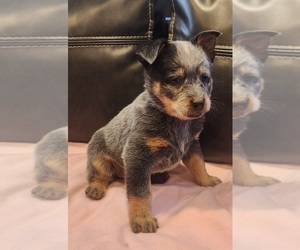 Australian Cattle Dog Puppy for sale in RUSSELLVILLE, KY, USA