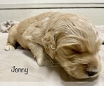 Small Photo #4 Goldendoodle Puppy For Sale in GEORGETOWN TOWNSHIP, MI, USA