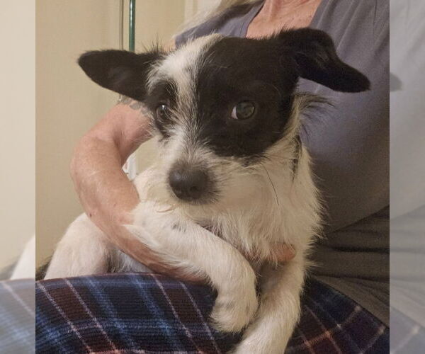 Medium Photo #1 Mutt Puppy For Sale in Olalla, WA, USA