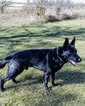 Small Photo #1 German Shepherd Dog Puppy For Sale in FARMINGTON, MN, USA