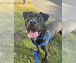 American Staffordshire Terrier Dogs for adoption in Boston, MA, USA