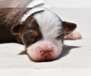 Miniature Australian Shepherd Puppy for sale in PALM COAST, FL, USA
