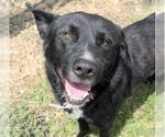Small #2 Labrador Retriever Mix