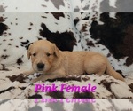 Small #1 Golden Retriever