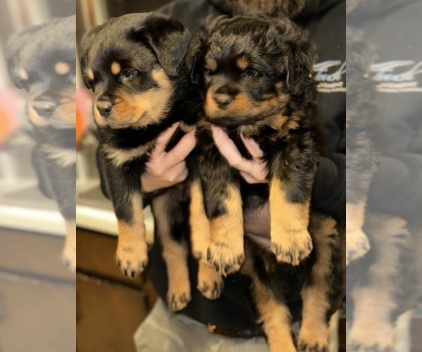 Medium Photo #1 Rottweiler Puppy For Sale in WILLINGTON, CT, USA