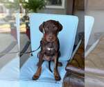 Small Doberman Pinscher Mix