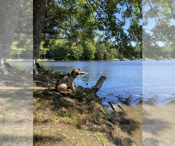 Medium Photo #3 Rottweiler-Unknown Mix Puppy For Sale in Brewster, NY, USA