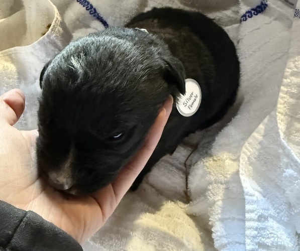 Medium Photo #12 Bernese Mountain Dog-Unknown Mix Puppy For Sale in KIRKSVILLE, MO, USA