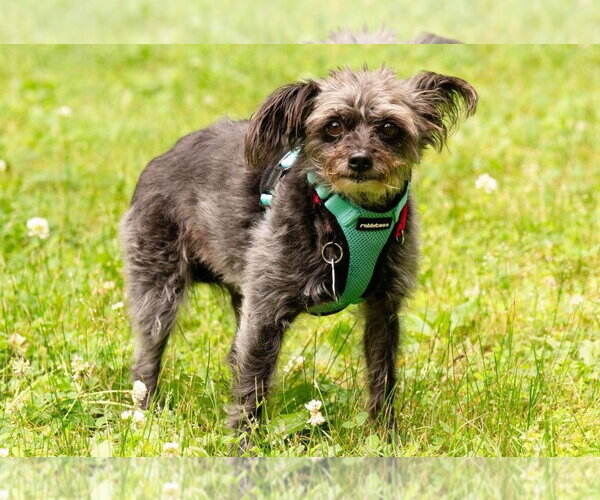 Medium Photo #2 Mutt Puppy For Sale in Ellijay, GA, USA