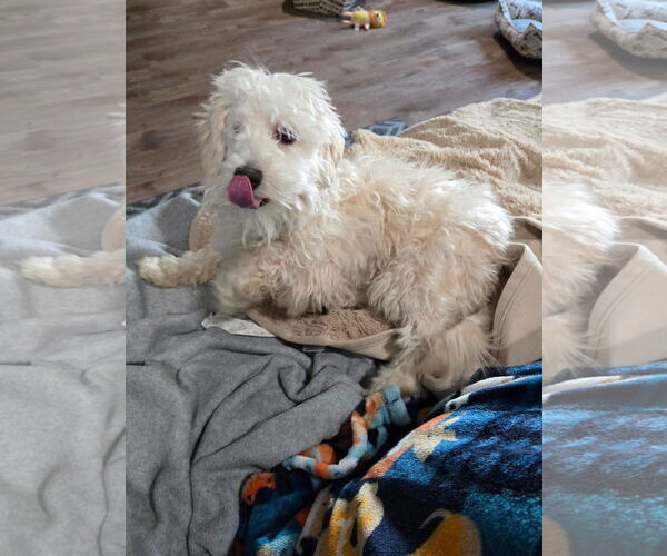 Medium Photo #4 Maltese-Unknown Mix Puppy For Sale in New London, WI, USA