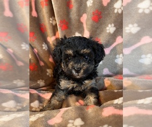 Poodle (Toy) Puppy for sale in Lexington, NC, USA