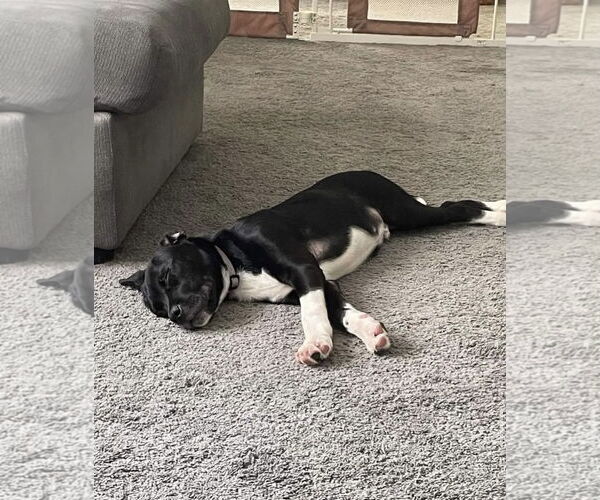 Medium Photo #12 Labrador Retriever-Unknown Mix Puppy For Sale in Doylestown, PA, USA