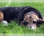 Small #1 Basset Hound
