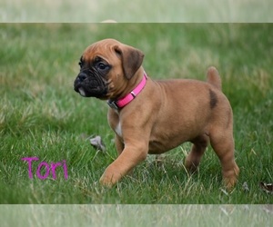 Boxer Puppy for sale in SHIPSHEWANA, IN, USA