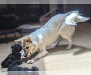 Juniper - Female Great Pyrenees-Unknown Mix Dog for Adoption - Photo #10