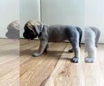 Small #23 Mastiff