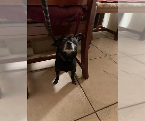 Medium Photo #1 Chihuahua Puppy For Sale in Palmetto, FL, USA
