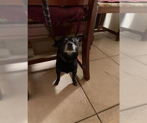 Chihuahua Dogs for adoption in Palmetto, FL, USA