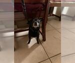Small Chihuahua