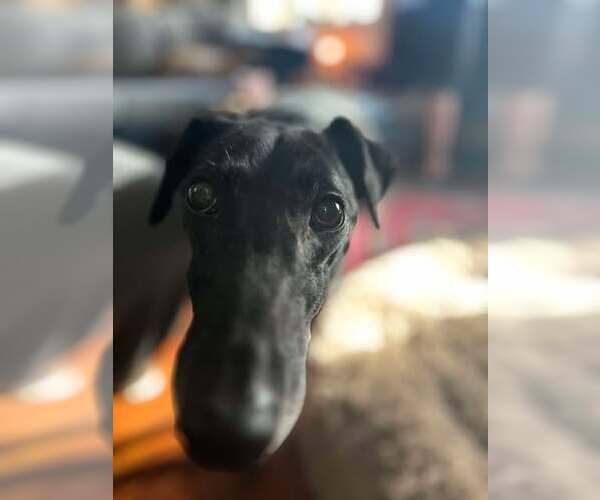 Medium Photo #1 Greyhound Puppy For Sale in Cherry Hill, NJ, USA