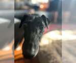 Small Greyhound