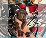 Puppy Tanner Shorkie Tzu