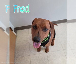 Fred - Male Mutt Dog for Adoption - Photo #6