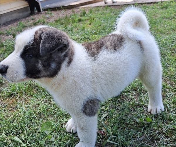 Medium Photo #1 Akita Puppy For Sale in ELLINGTON, MO, USA