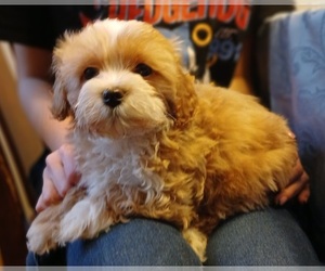 Maltipoo (Toy) Puppy for Sale in PEABODY, Massachusetts USA