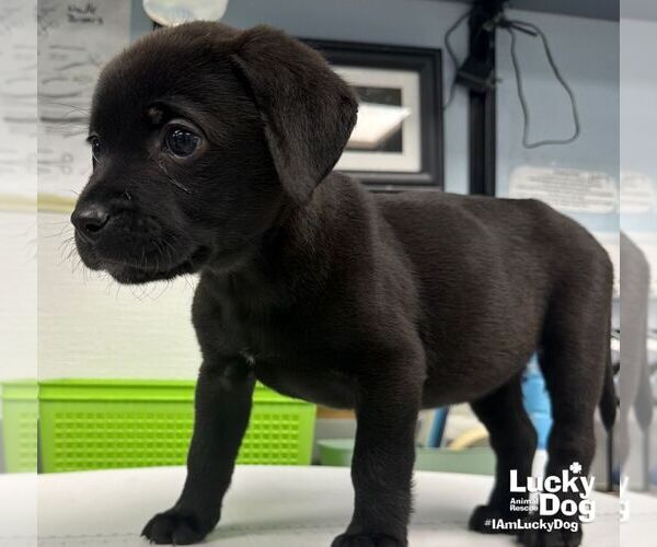 Medium Photo #3 Labrador Retriever-Unknown Mix Puppy For Sale in Washington, DC, USA