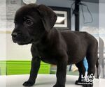 Small #2 Labrador Retriever Mix