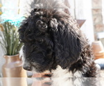 Small Photo #3 Bernedoodle Puppy For Sale in DUNDEE, OH, USA