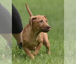Small Labrador Retriever