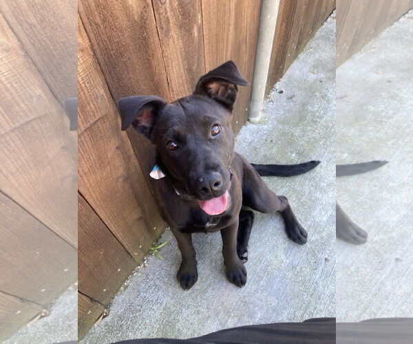 Medium Photo #3 Labrador Retriever-Unknown Mix Puppy For Sale in San Diego, CA, USA