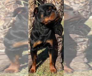 Father of the Rottweiler puppies born on 07/07/2023