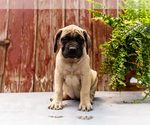 Small #3 Mastiff