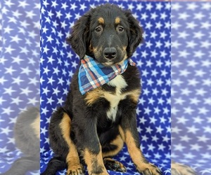 Bernedoodle Puppy for sale in COCHRANVILLE, PA, USA