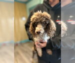Small Photo #9 Poodle (Miniature) Puppy For Sale in Pacolet, SC, USA
