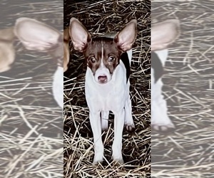 Mother of the Rat Terrier puppies born on 04/05/2023