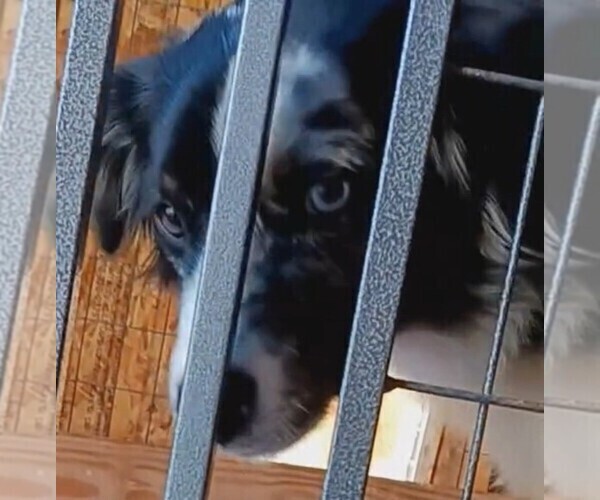 Medium Photo #4 Miniature Australian Shepherd Puppy For Sale in BLACKSBURG, SC, USA