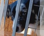 Small #3 Miniature Australian Shepherd