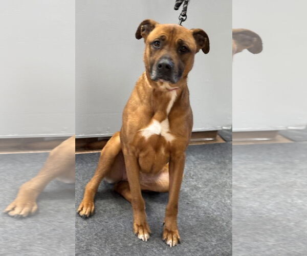 Medium Photo #1 Black Mouth Cur-Unknown Mix Puppy For Sale in Batavia, NY, USA