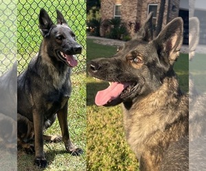 German Shepherd Dog Puppy for sale in CLERMONT, FL, USA