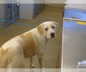Labrador Retriever Dogs for adoption in Sacramento, CA, USA