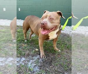 Staffordshire Bull Terrier-Unknown Mix Dogs for adoption in Naples, FL, USA
