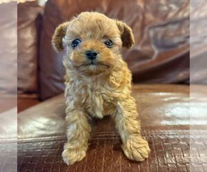 Poodle (Toy) Puppy for sale in GREENCASTLE, PA, USA