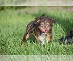 Small #9 Miniature Australian Shepherd